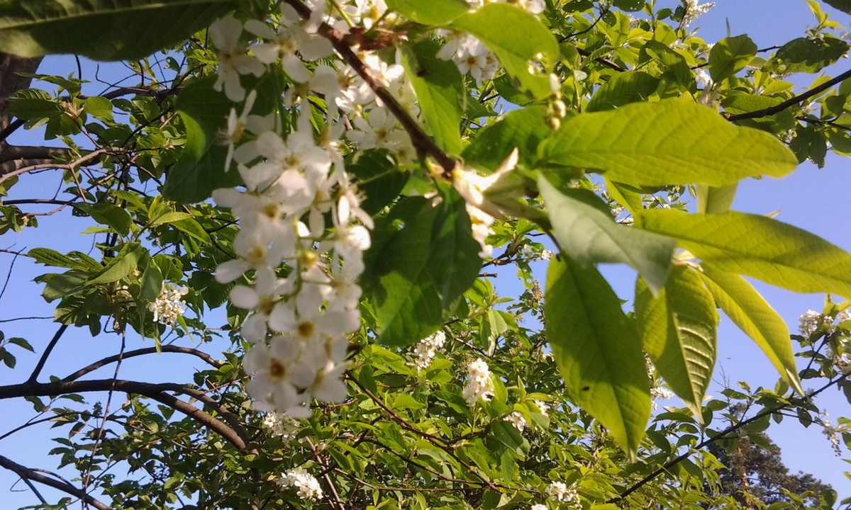 Черемуха цветет. Снято: 27.05.2015 года. Фото автора.
