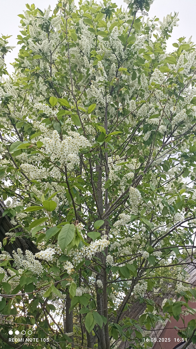 Цветение черемухи. Снято: 16.05.2025 года. Фото автора.