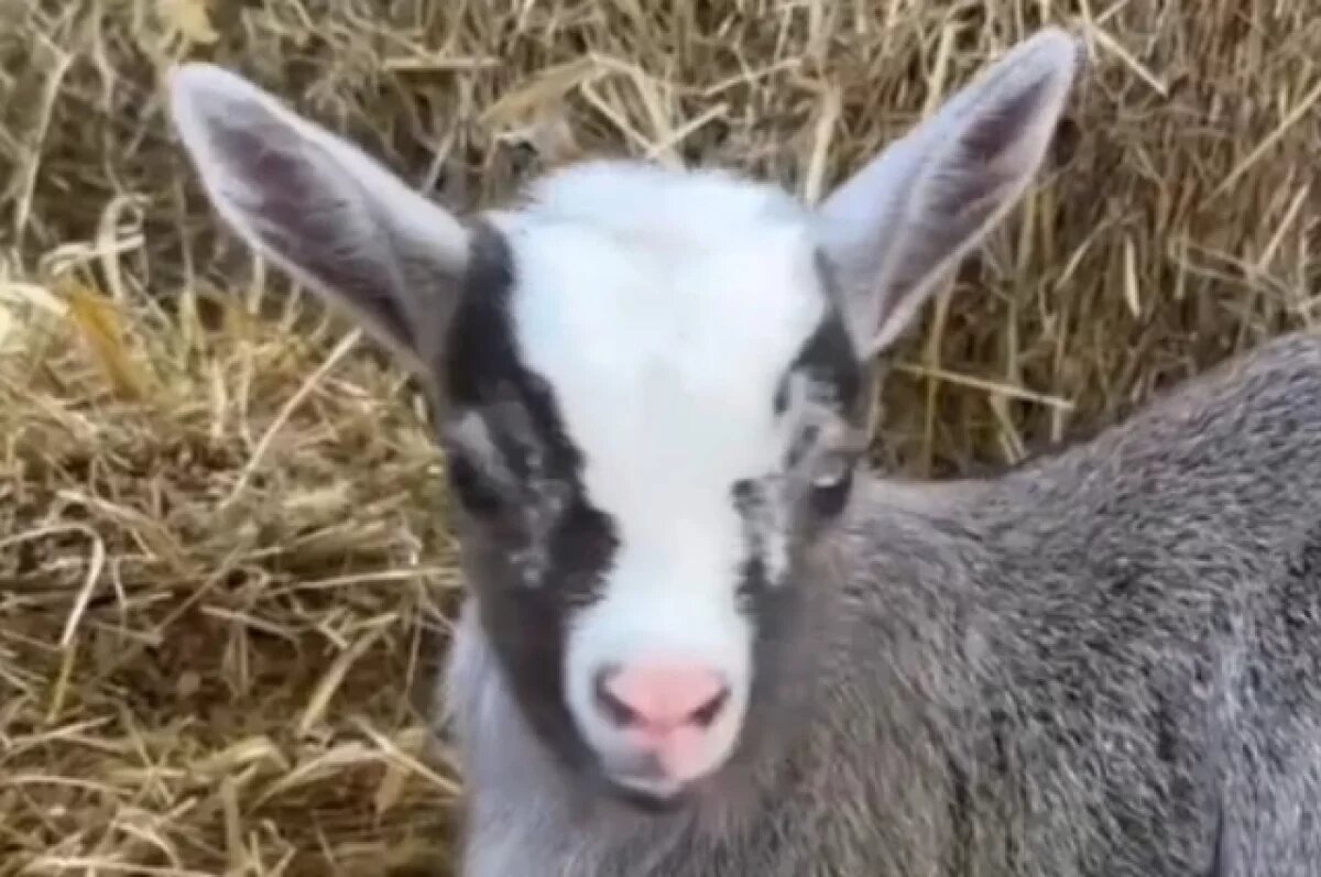    В Хабаровском крае родился козлёнок с кнопочным носиком