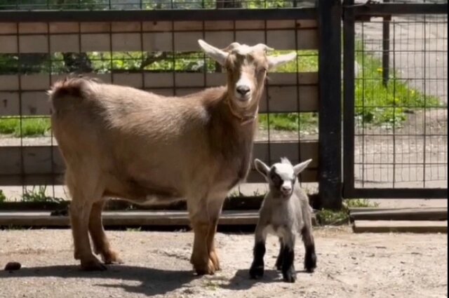    Камерунская козочка Фото: Telegram-канал «Зоосад "Приамурский"»