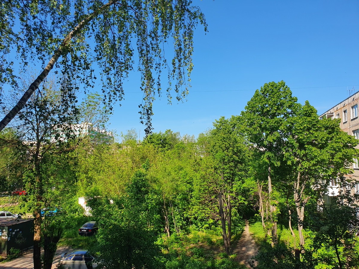 Вот такой зеленый двор у нас