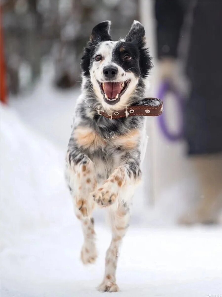 А вы верите в собак-невидимок?