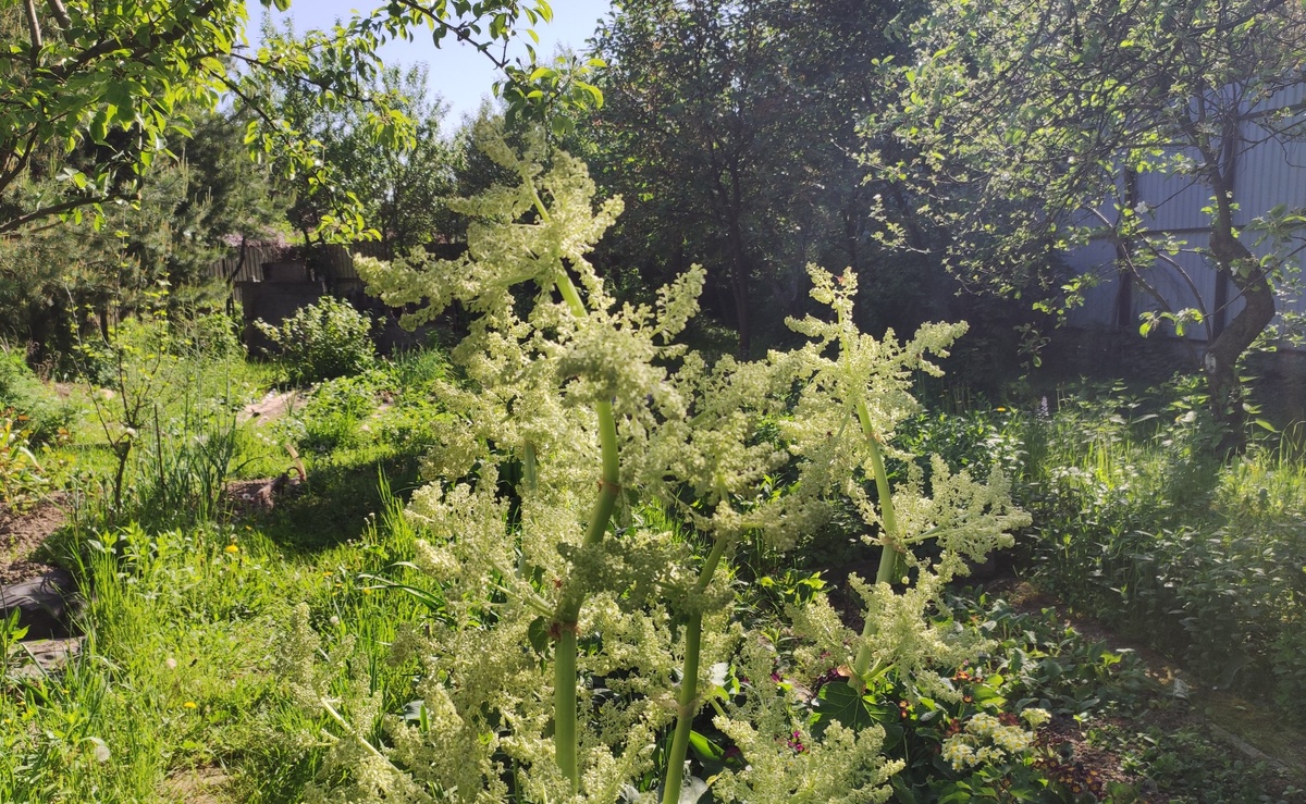 Солнечное утро 28 мая. Ревень цветёт. 
