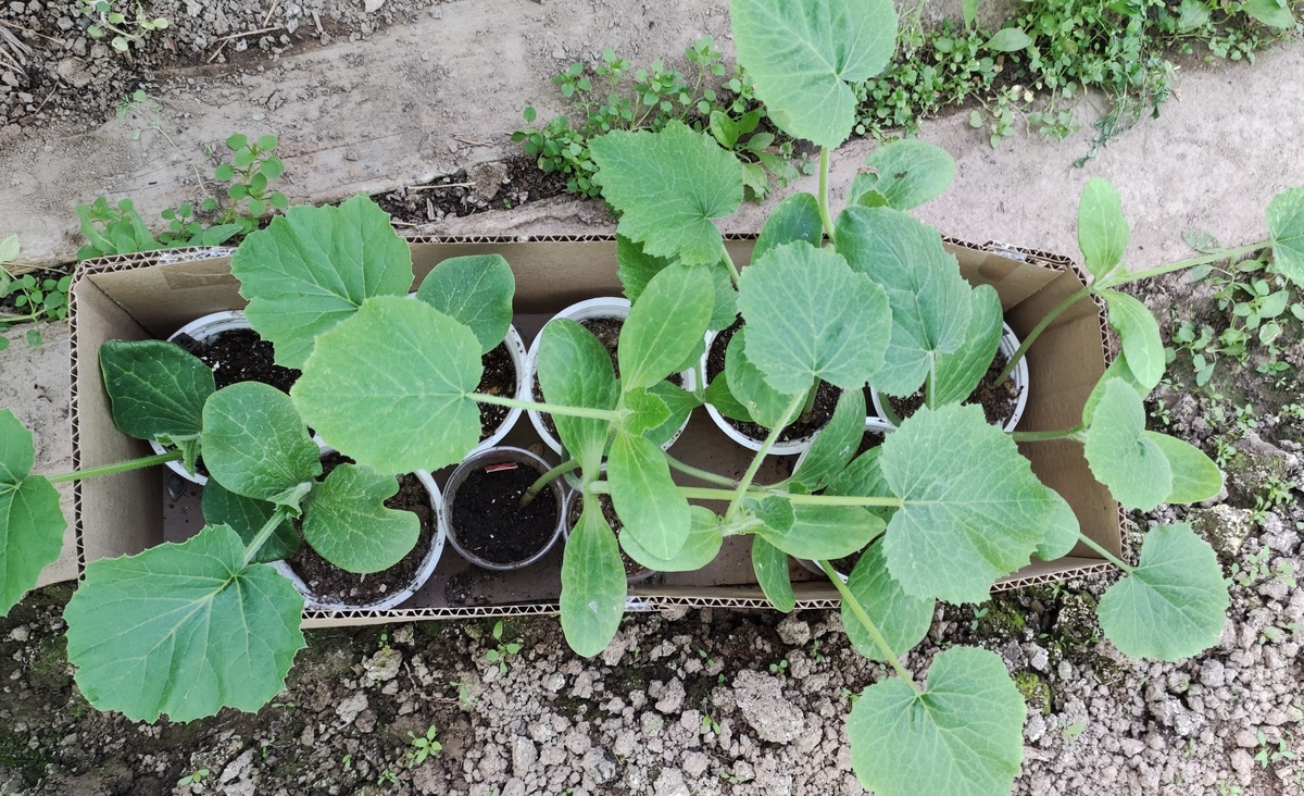 Тыквы с кабачками ждут