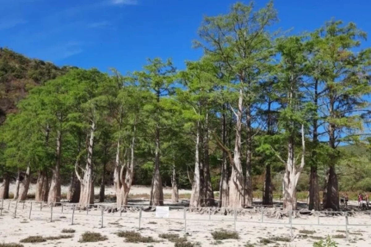    Знаменитое Кипарисовое озеро под Анапой снова пересохло