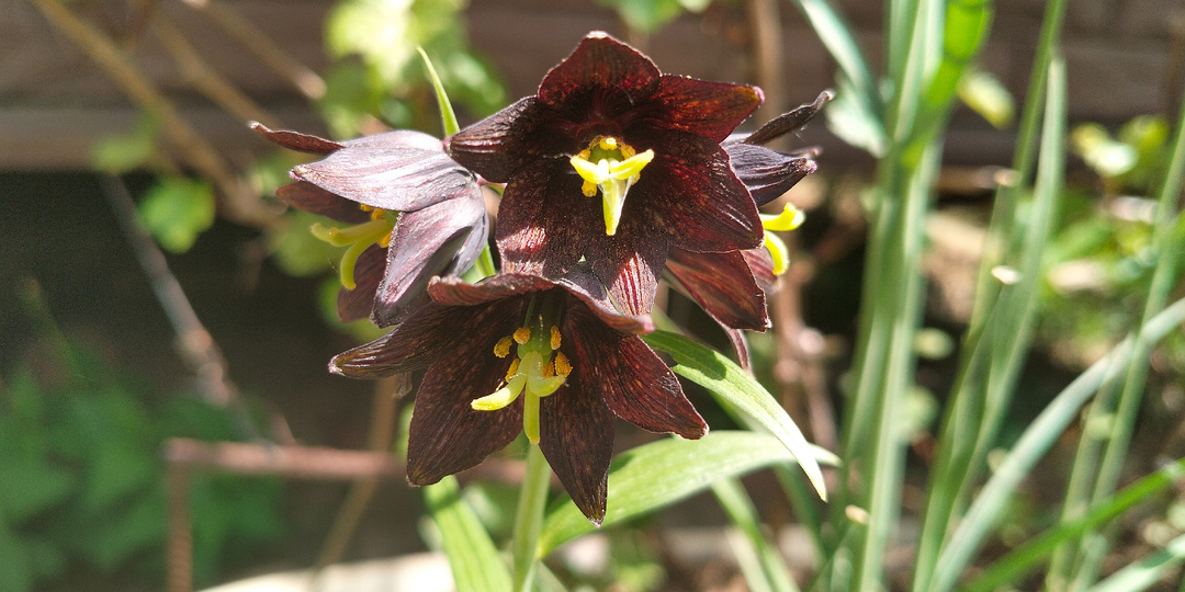 Рябчик камчатский (Fritillaria camschatcensis)- как зацвёл в нашем саду 2025