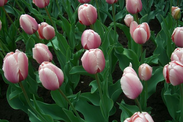 4 причины выкапыпывать тюльпаны ежегодно