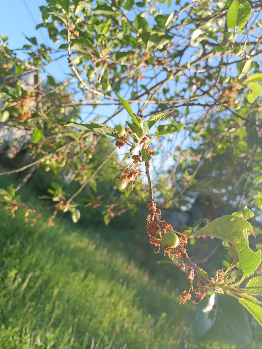 Первые ягоды 