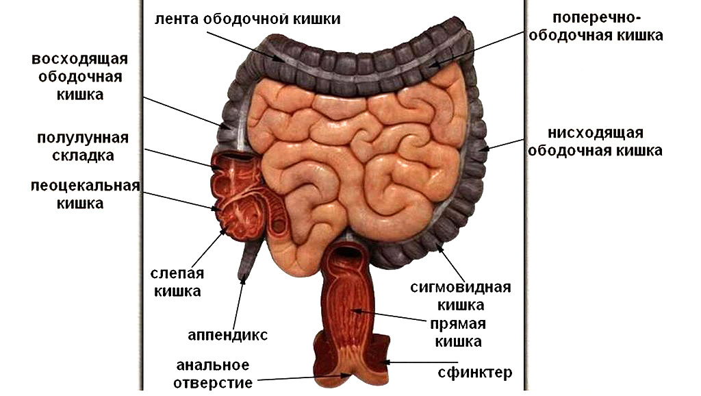 2. Иллюстрация из свободных источников.
