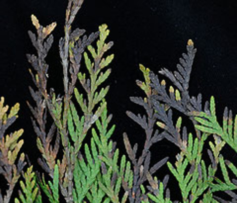 Почему темнеет хвоя у туи, и что предпринять в этой ситуации