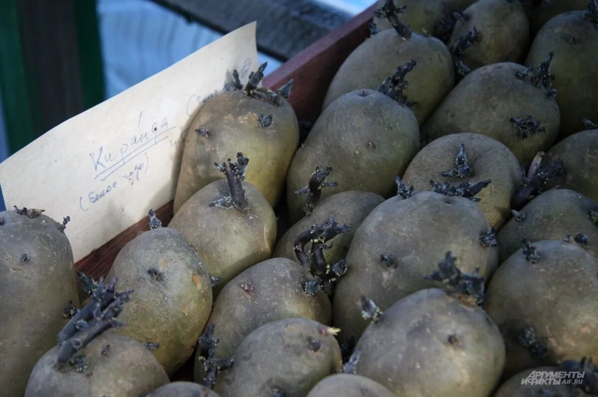    Россия с начала года снизила импорт белорусского картофеля в два раза
