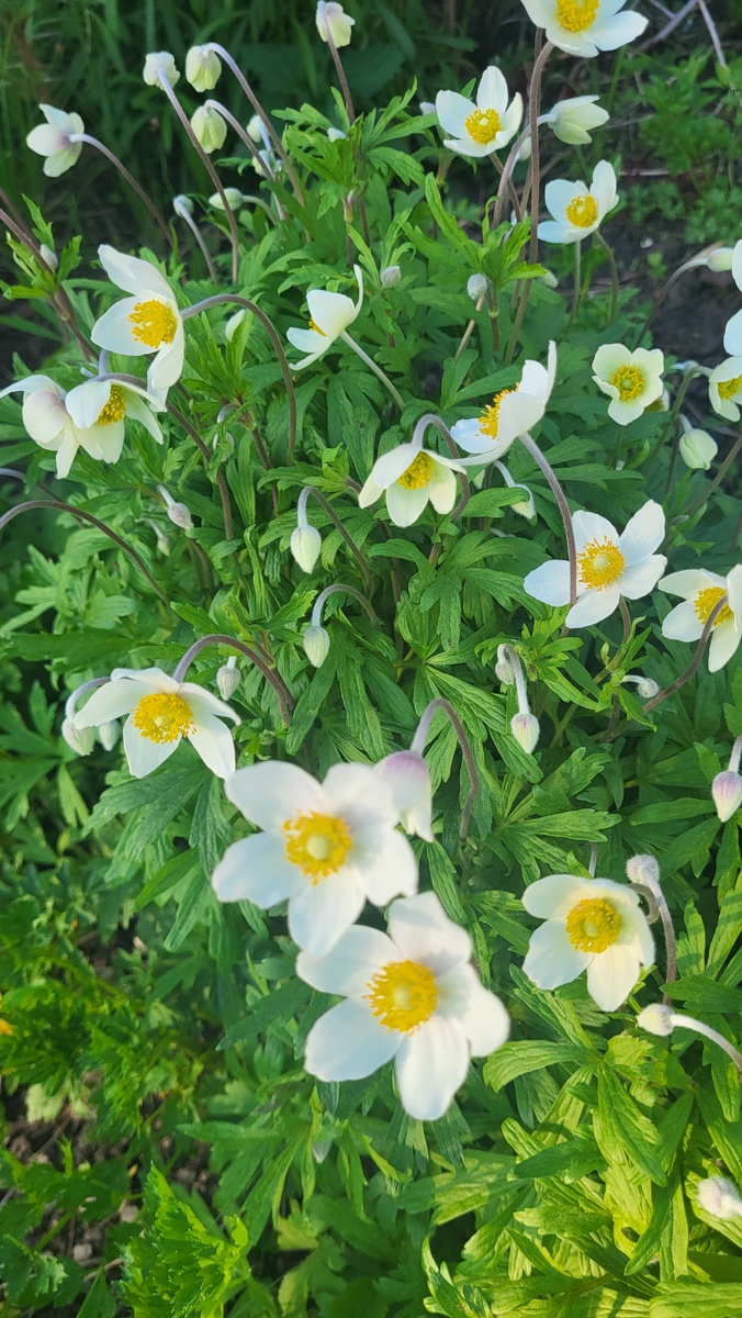 Анемона в моем саду