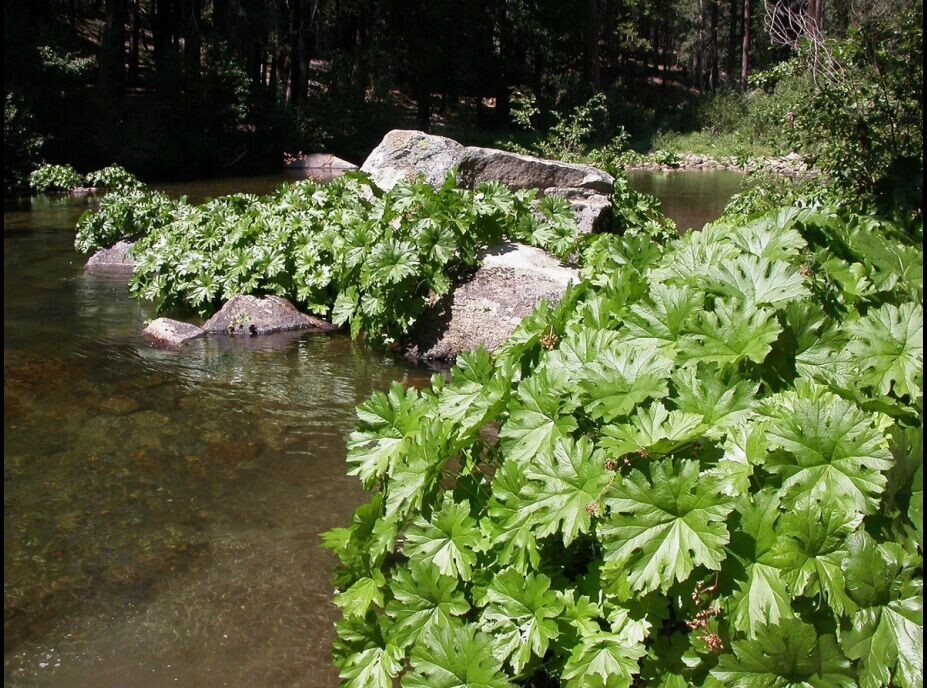 Дармера щитовидная 
