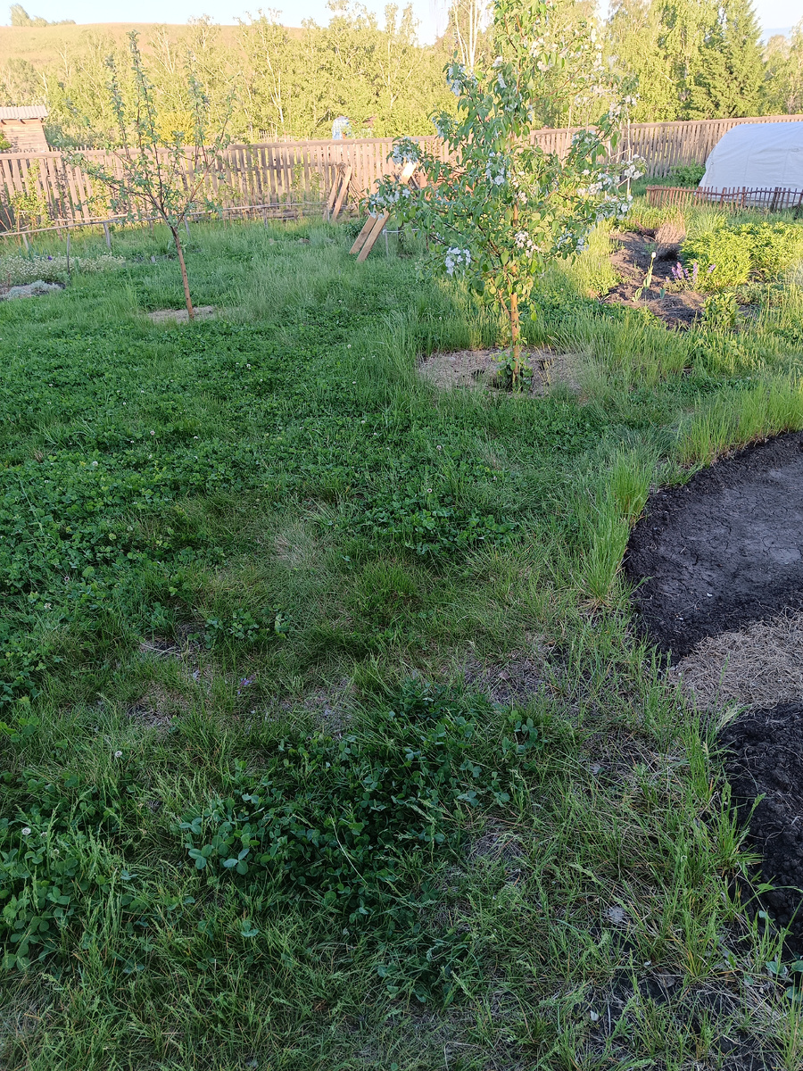 Газонная трава и белый клевер / -->