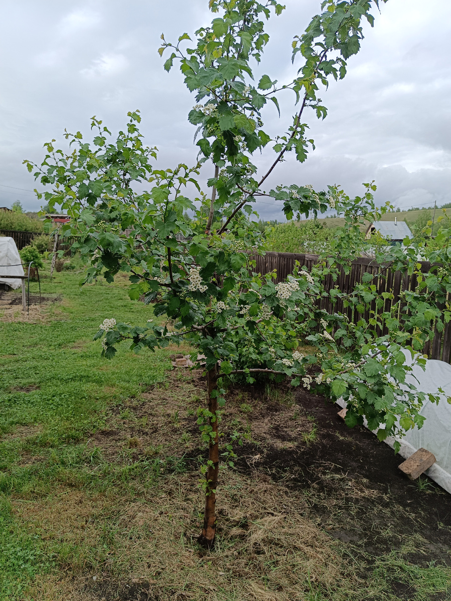 Трава скошена / -->