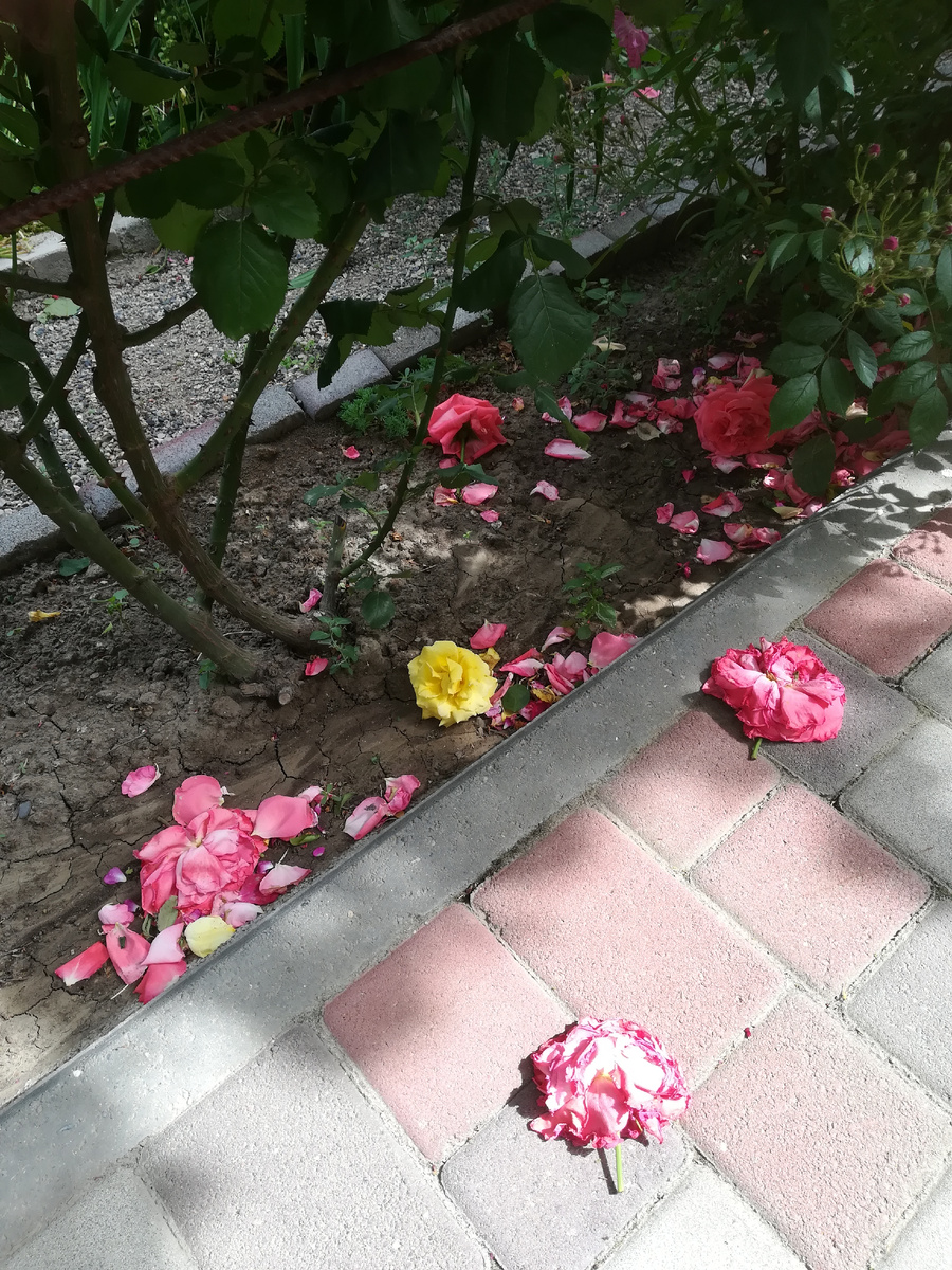 Очень грустная печаль. Когда остановится этот ветродуй, буду убытки считать. И напишу об этом подробнее. 