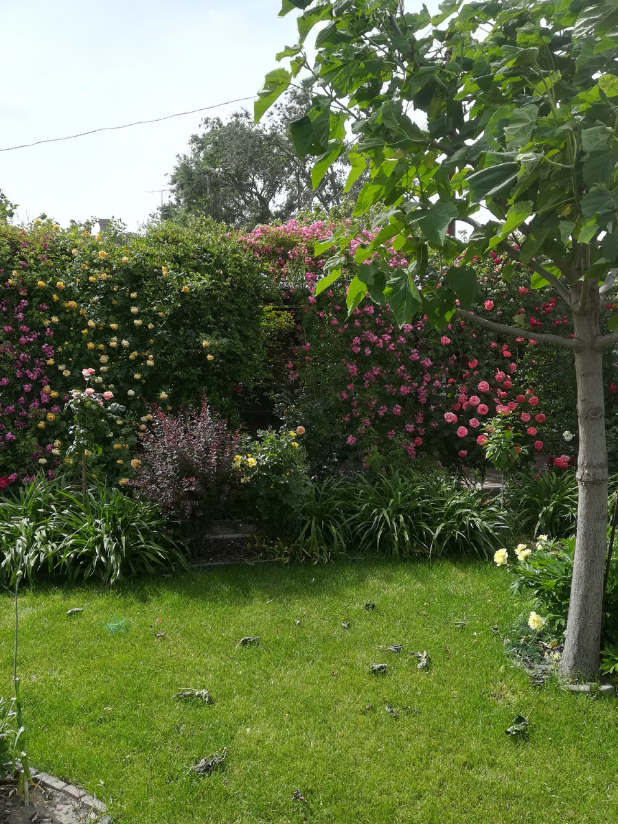 Павловнию ободрал, штамбовую розу обломал. Стихия. 