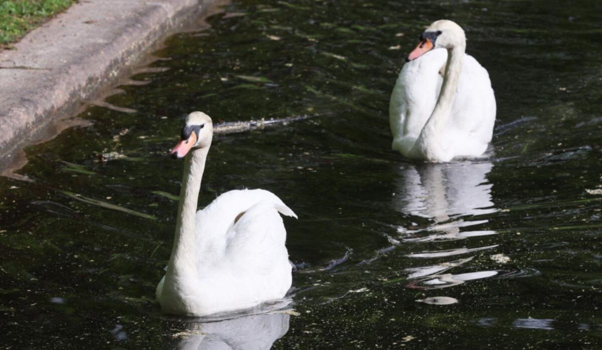     Лебеди Елисей и Любава. Источник: kp.ru Автор фото: Пресс-служба Смольного