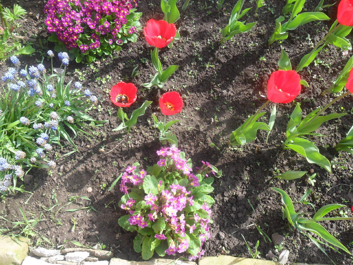 Мои любимые первоцветы.