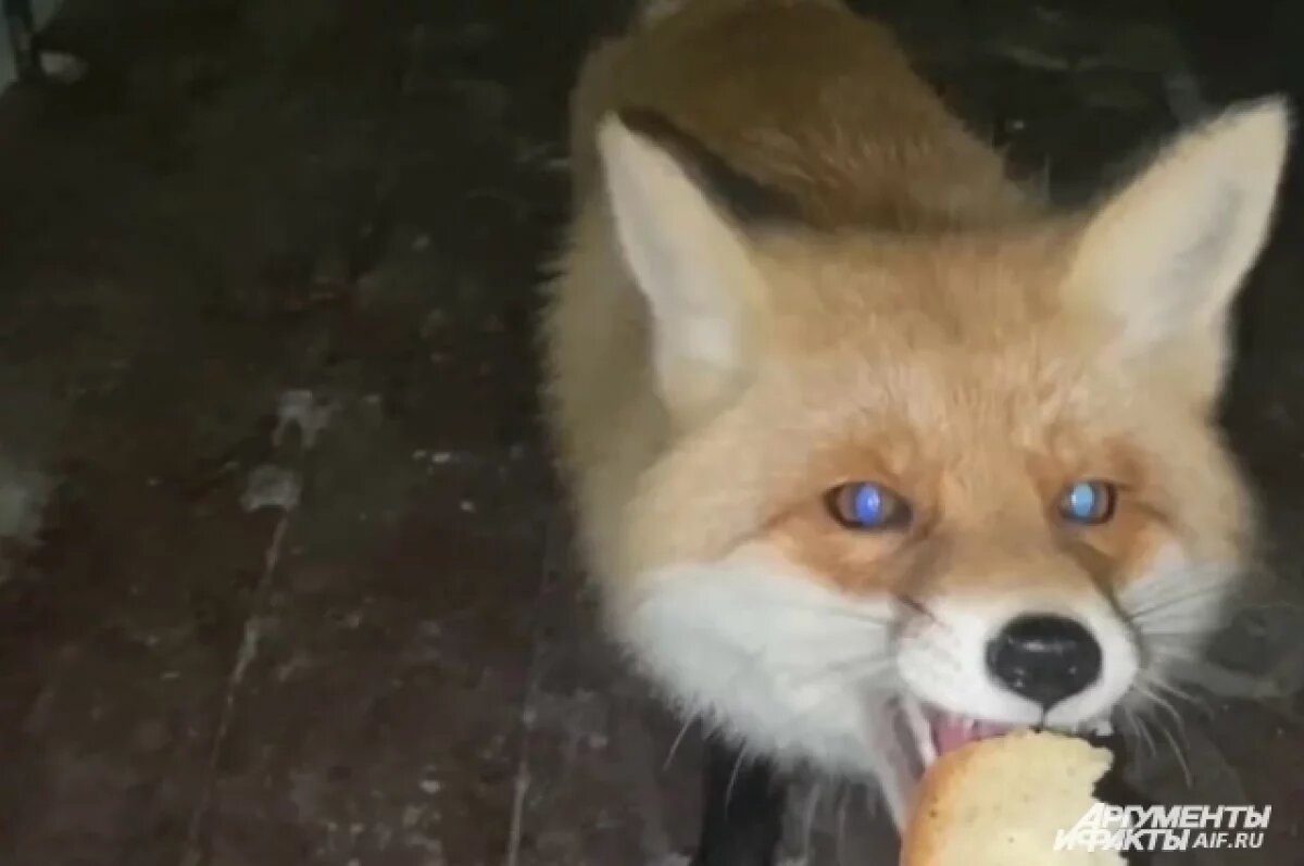    В удмуртской деревне нашли лису, заражённую бешенством