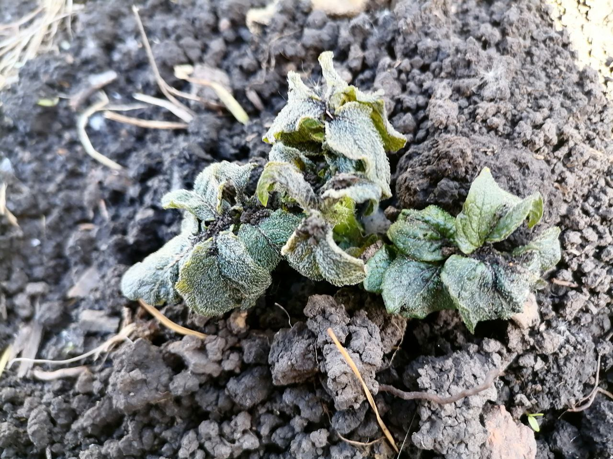 Всходы картофеля на  утро после заморозка, впоследствии они целиком почернели, пожелтели и засохли, фото автора