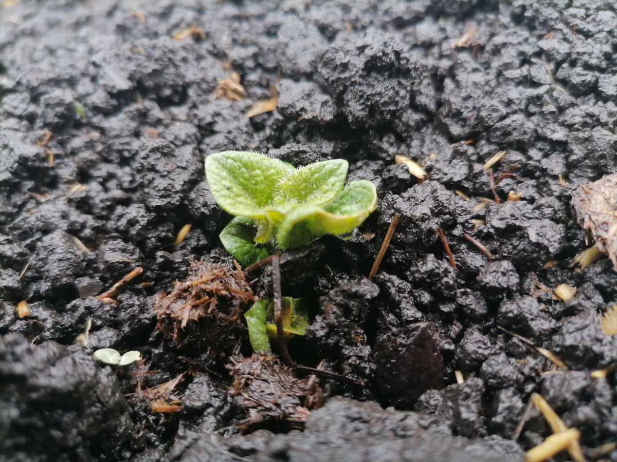 Взошла картошка, когда днем +3, а ночью заморозок, фото автора