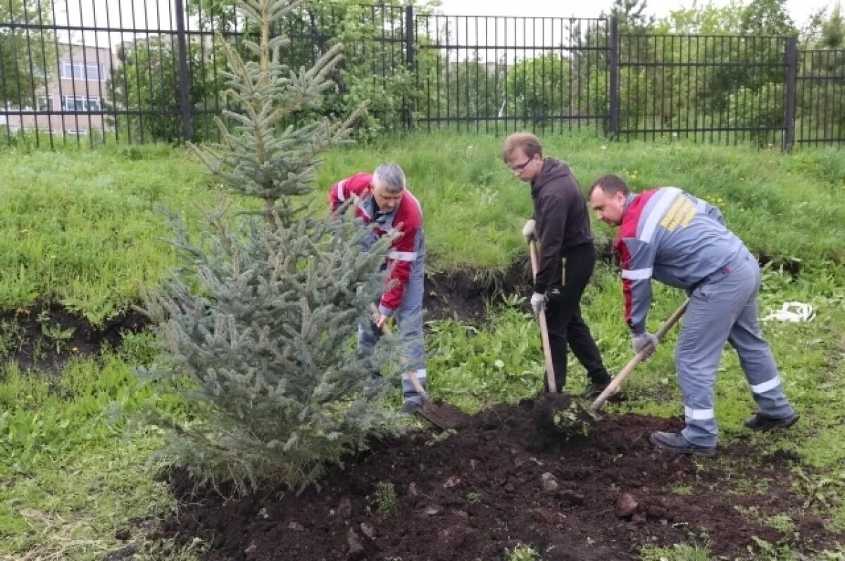    На 300 деревьев больше стало на улицах Медногорска