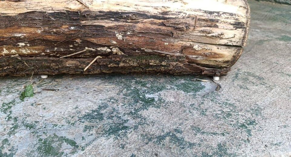    ПРОКУРАТУРА МОСКВЫ / Telegram