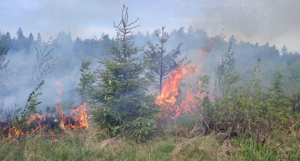    Комитет лесного хозяйства Московской области