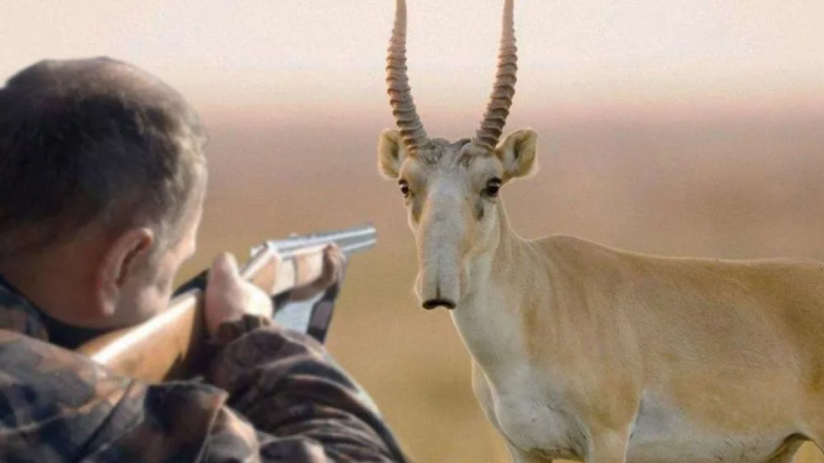 Охота на сайгу очень популярна, но везде разрешено проводить отстрел.