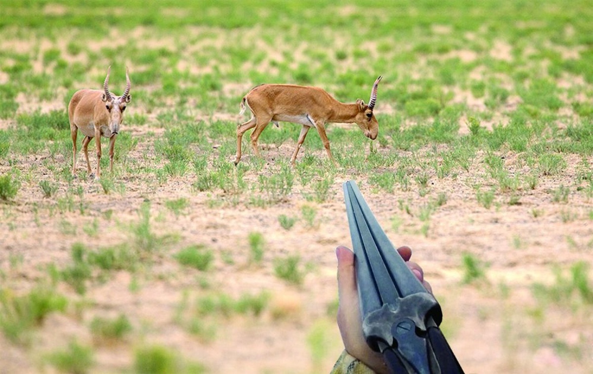 В некоторых странах отстрел сайге проводится ежегодно.