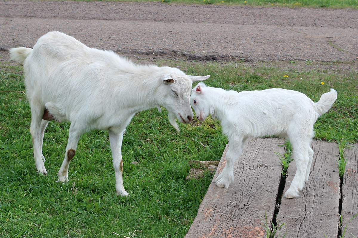 Бодалки с Бяшей