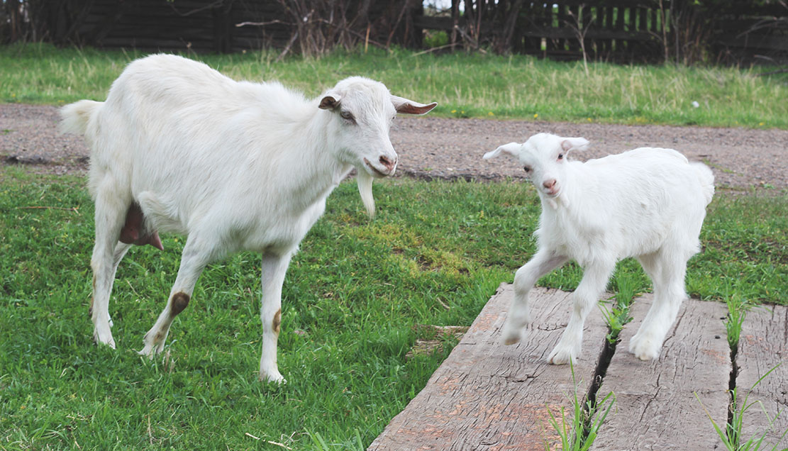 Ща как двину ушами!