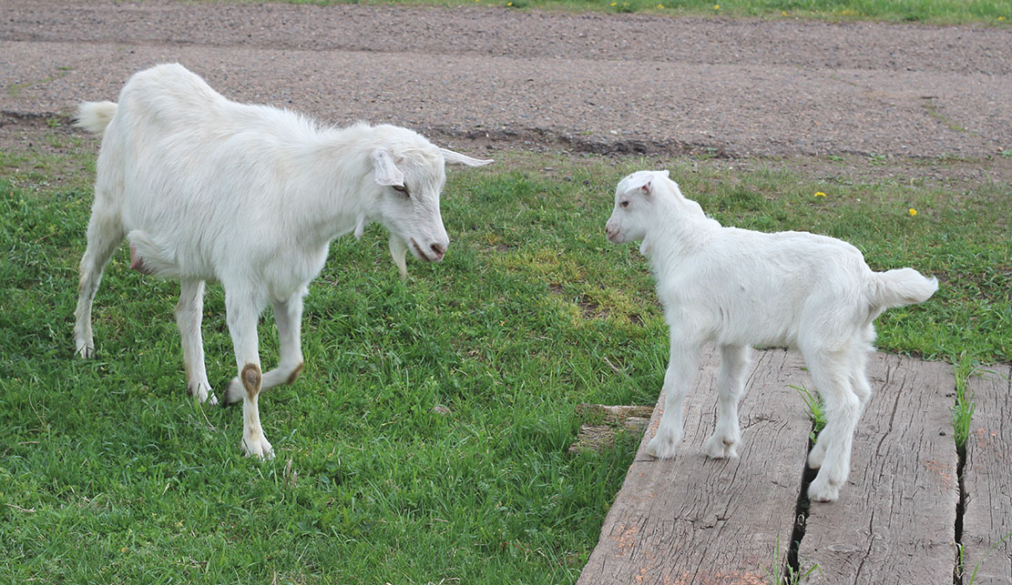 Уходи большая коза, я царь!