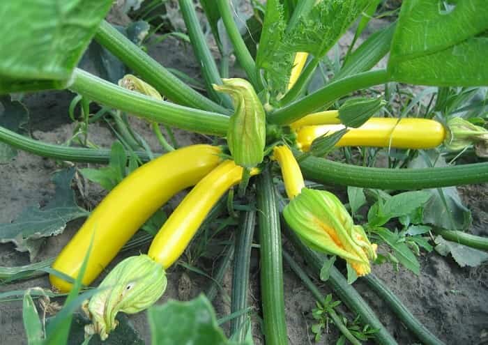 Виды кабачков для выращивания в условиях открытого грунта