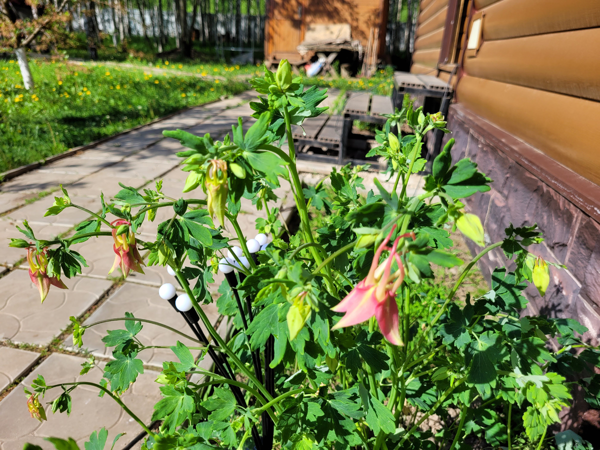 Фонарики в цветах