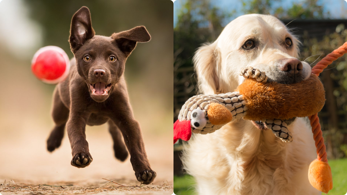 Собаки играют