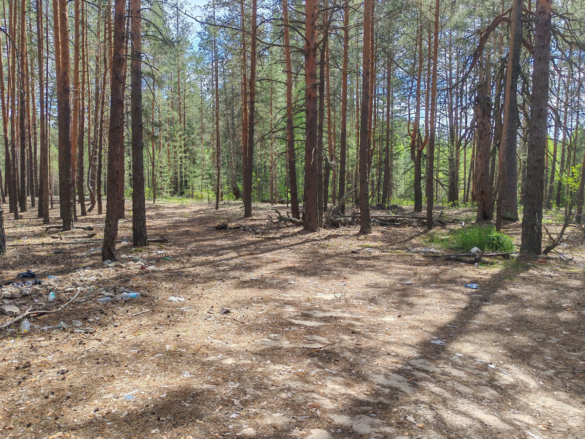 Лес вокруг буквально усыпан мусором