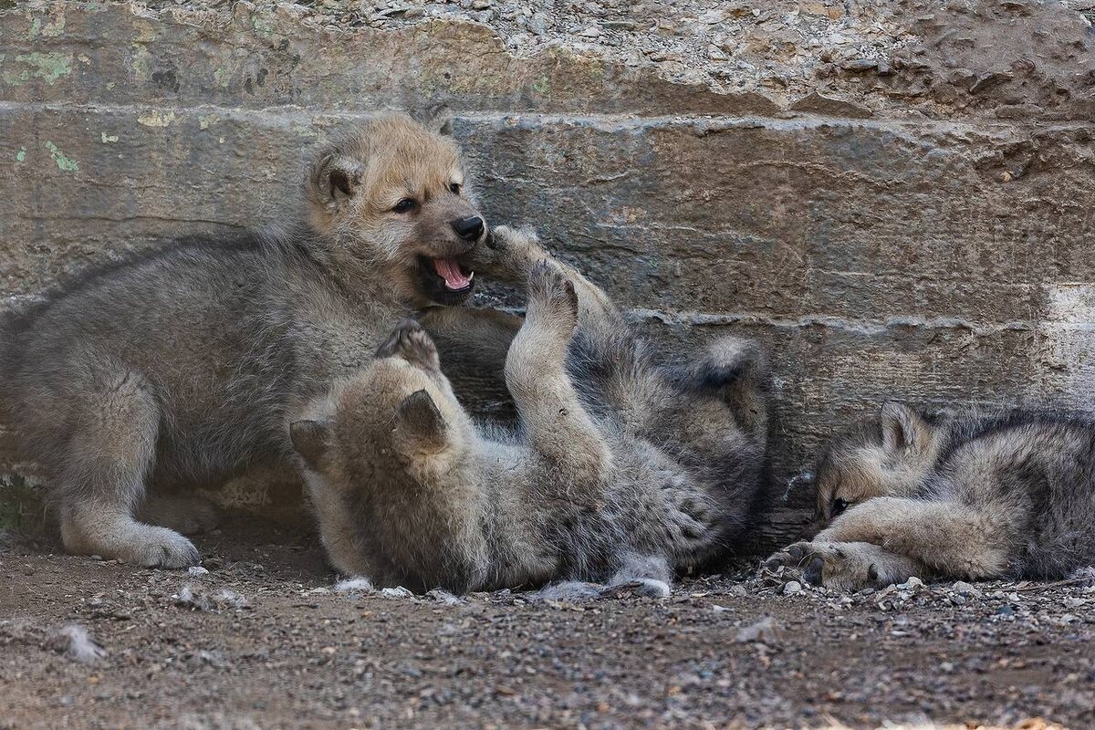     В красноярском зоопарке подрастает новое поколение арктических волков