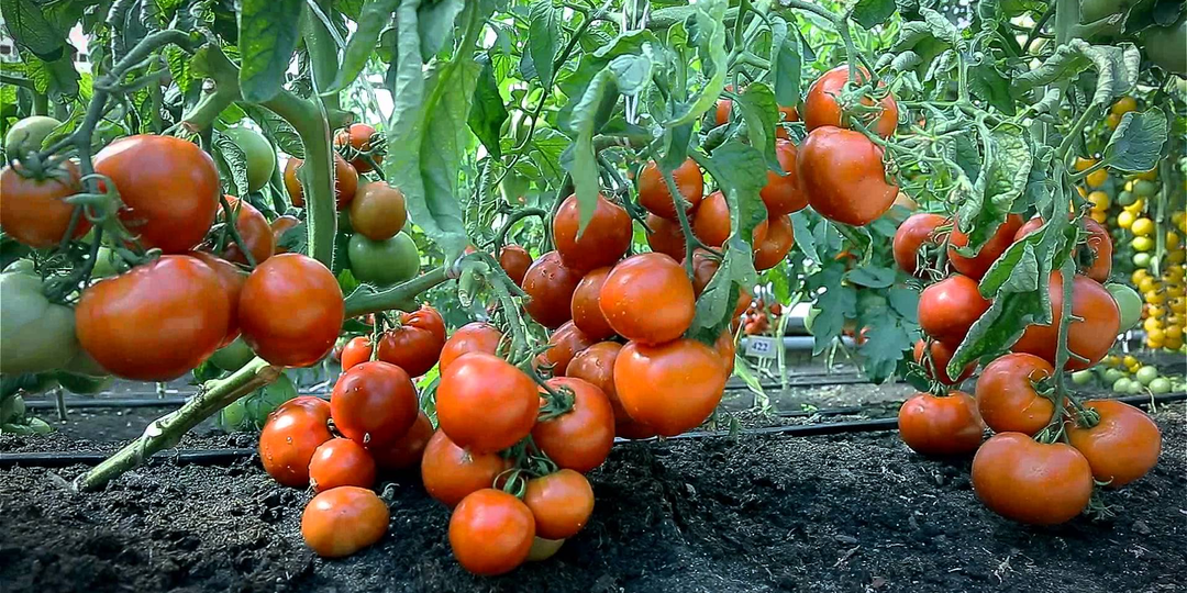 🔥 Томаты в июне: СРОЧНЫЙ план действий! Иначе урожай может погибнуть! 🚨🍅