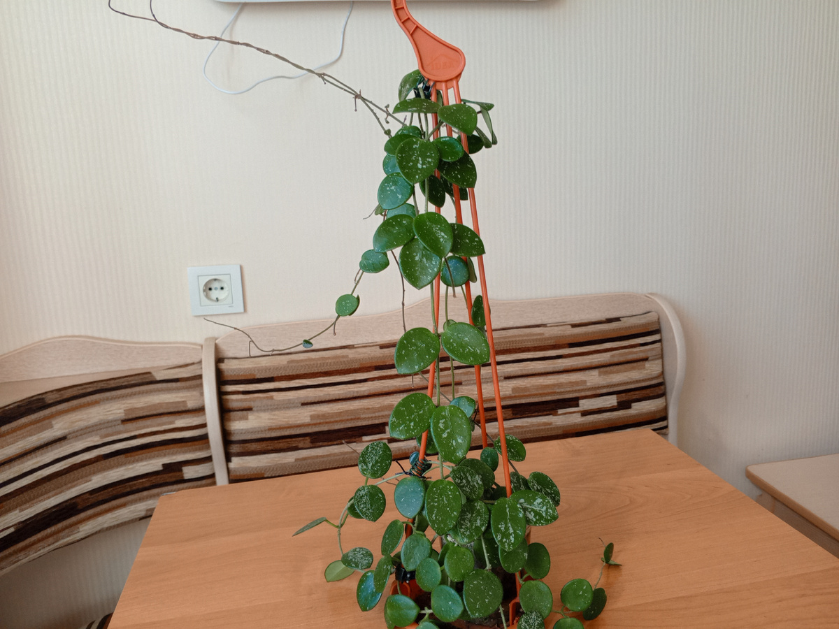 Моя хойя Матильда