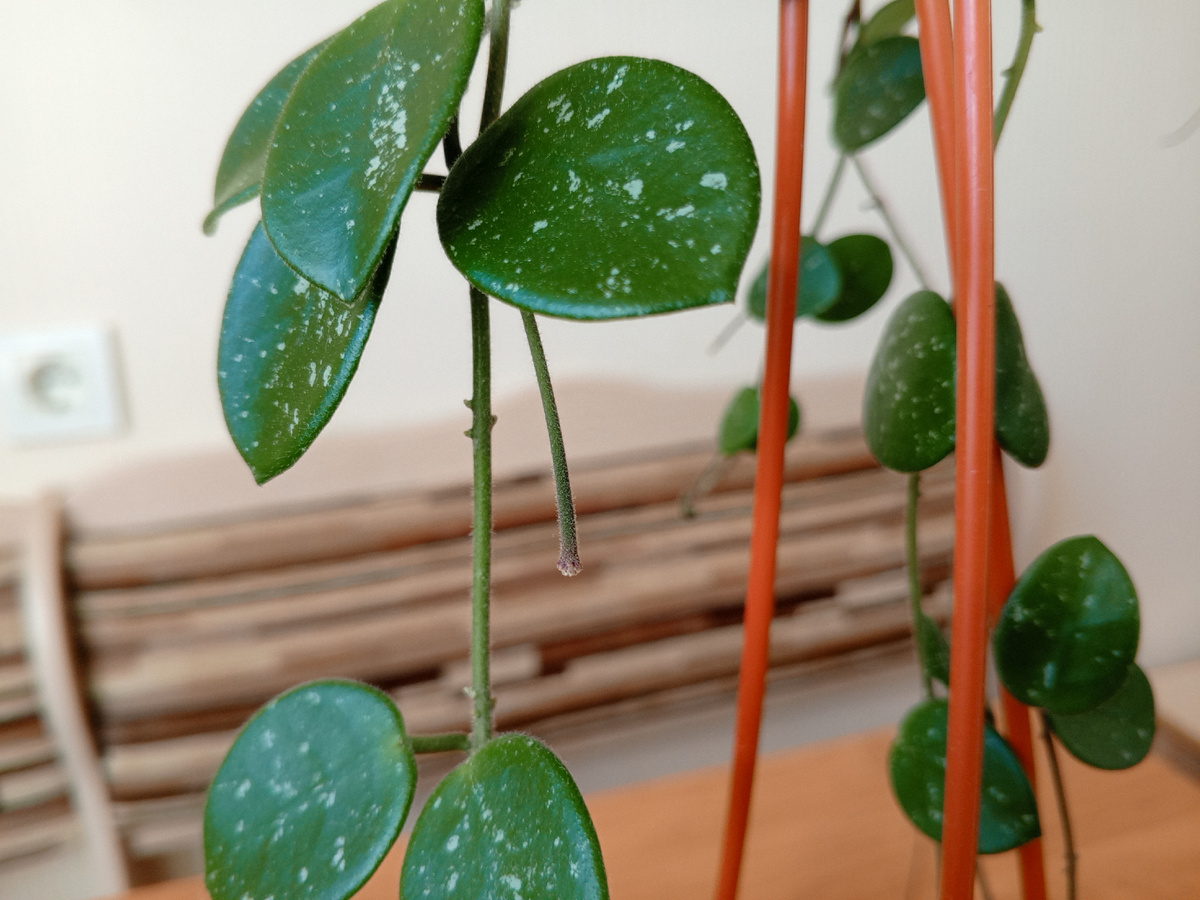 Хойя с весенним цветоносом