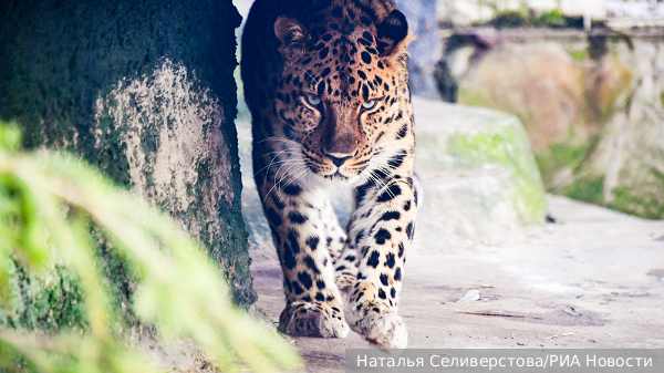     Фото: Наталья Селиверстова/РИА Новости   
 Текст: Мария Иванова