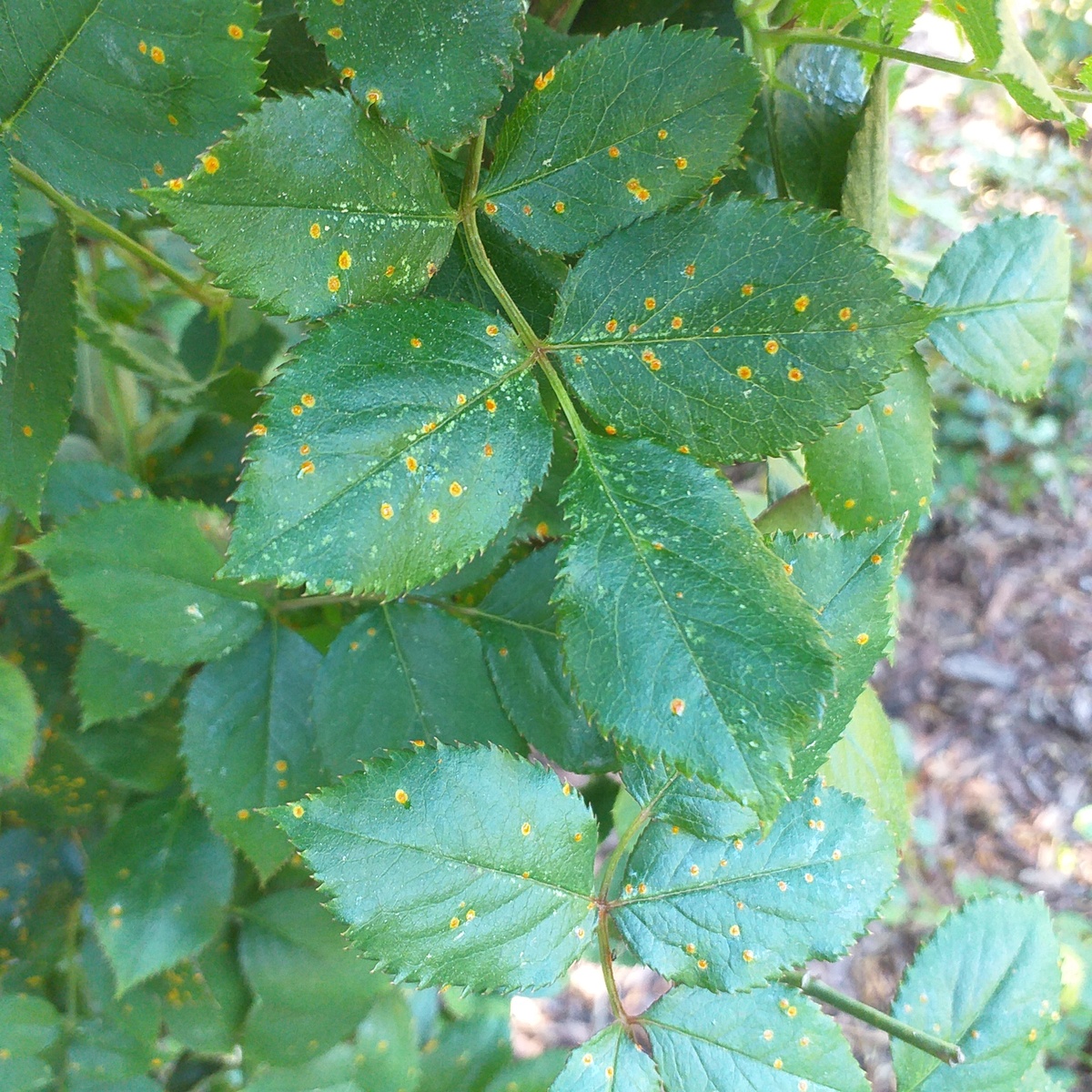 фото автора, на листьях розы ржавчина