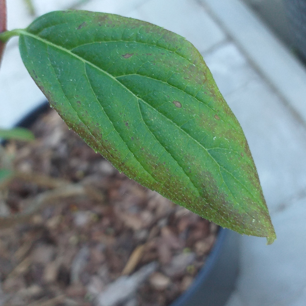 фото автора, лист метельчатой гортензии Файр Лайт