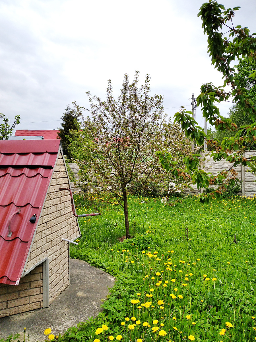 Мокнущая под дождем цветущая вишня. Справа видна огромная черешня Ревна