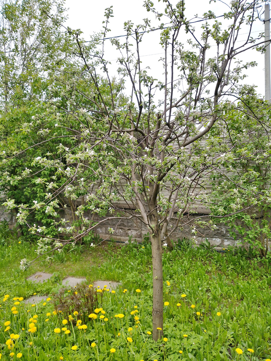 Яблоня хорошо цветет после летней обрезки прошлым летом. Но резать надо еще