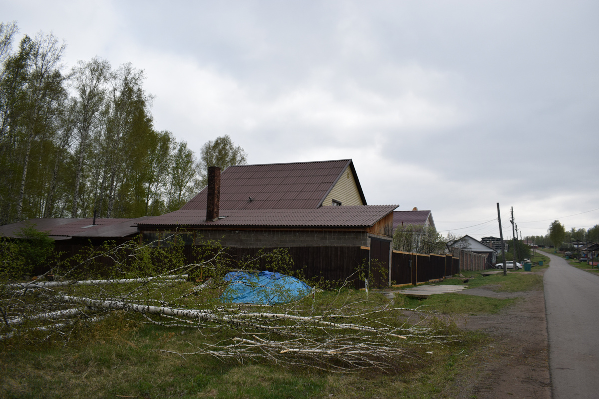 Жителей ул. Аэродромной возмутил факт вырубки деревьев в березовой роще.