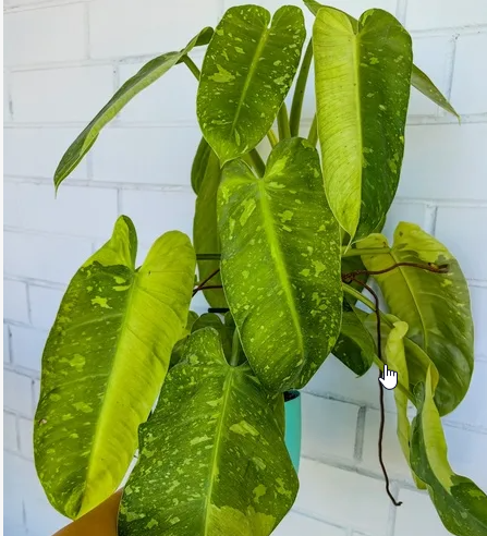 фото из интернета