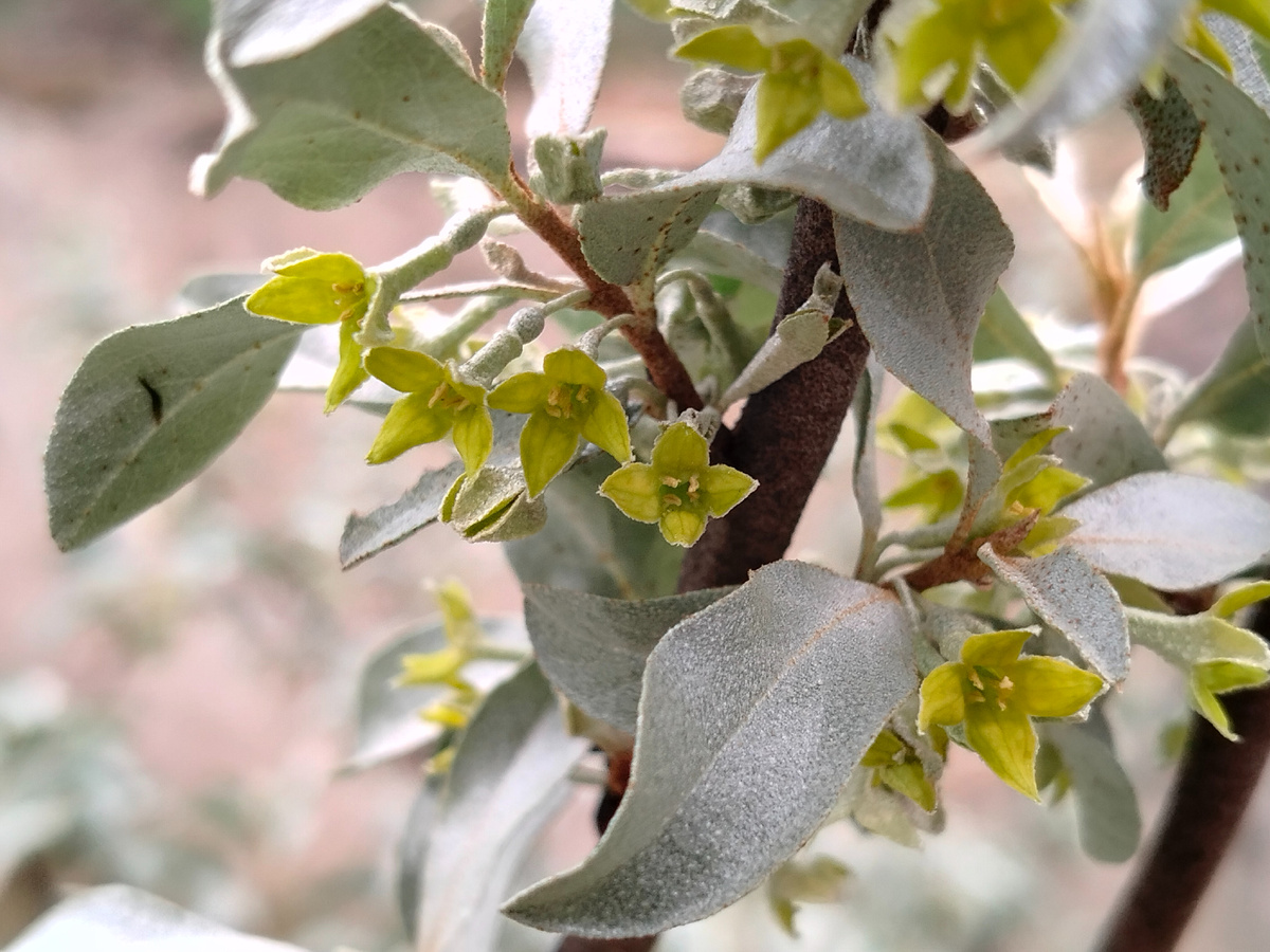 Krugozor / Лох серебристый 